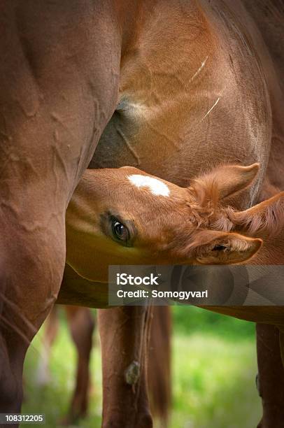 Hungry Young Foal Stock Photo - Download Image Now - Foal - Young Animal, Drinking, Filly