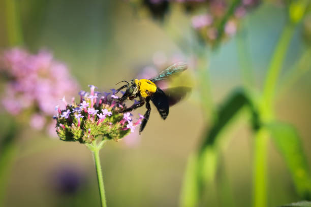istock Bumblebee flying on purple flower 1083123292