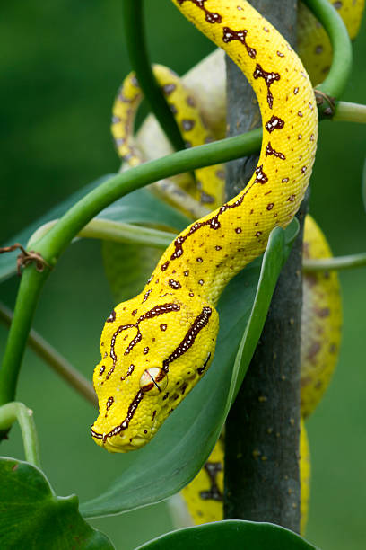 juvenile pitone arboricolo verde serpente discendente da viti - green tree python foto e immagini stock