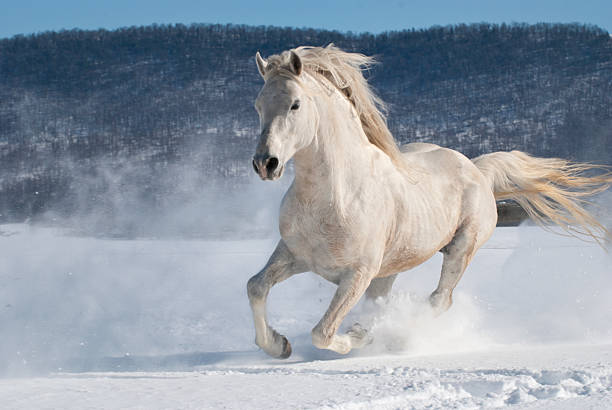 Horse Running in Snow, Power and Motion, White Stallion Freedom stock photo