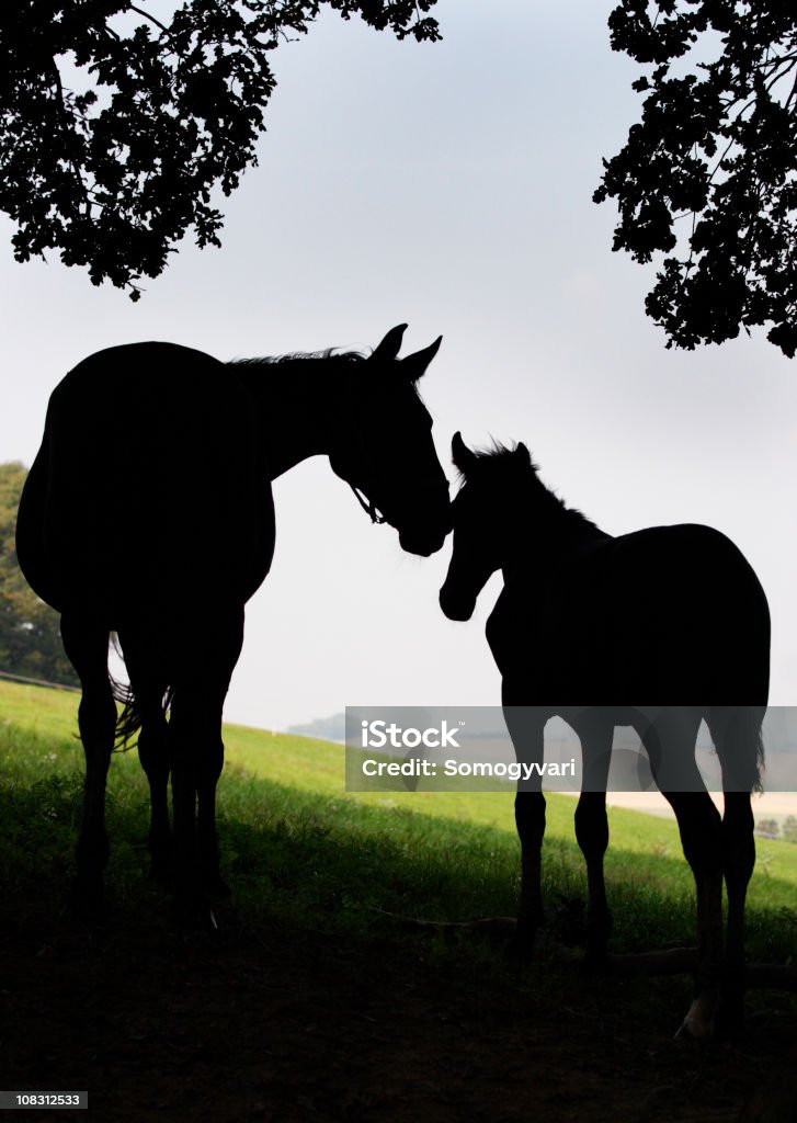 Silhouette of a breeding mare and her foal  Horse Stock Photo