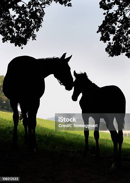 Silhouette Of A Breeding Mare And Her Foal Stock Photo - Download Image Now - Horse, Love - Emotion, Two Animals