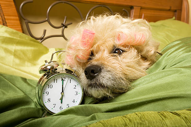 16,837 Animals Waking Up Stock Photos, Pictures & Royalty-Free Images -  iStock | Wake up funny