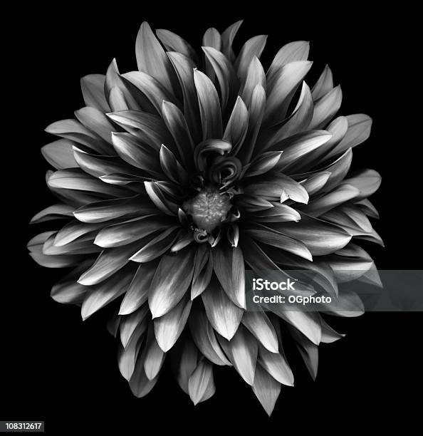 Dalia Monocromo Foto de stock y más banco de imágenes de Blanco y negro - Blanco y negro, Color negro, Fotografía - Imágenes