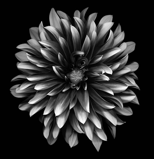 a monochrome dahlia on a black background - çiçek açmış fotoğraflar stok fotoğraflar ve resimler