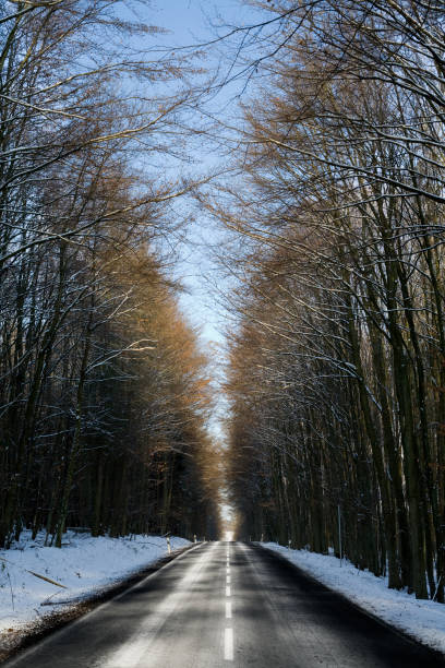 Frozen birch trees along a single lane road