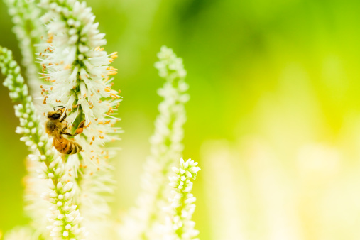 Bee pollinating plant 
[url=/search/lightbox/4993571][IMG]http://farm4.static.flickr.com/3051/3032065487_f6e753ae37.jpg?v=0[/IMG][/url]