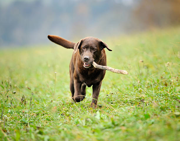 шоколадный лабрадор ища палочка (xxxl - field dog retriever green стоковые фото и изображения