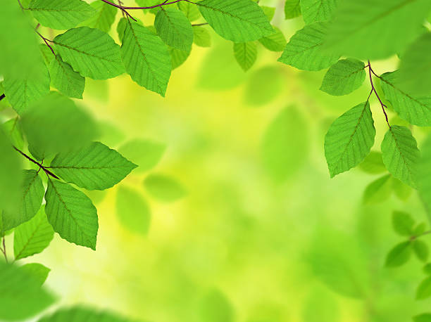 istock Fresh Green Leaves XXXL 108312870