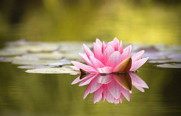 lis rose avec réflexion de l'eau - lotus reflection flower single flower photos et images de collection