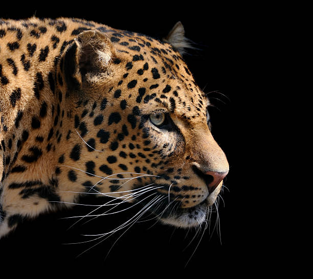 leopard  leopard big cat animal africa stock pictures, royalty-free photos & images