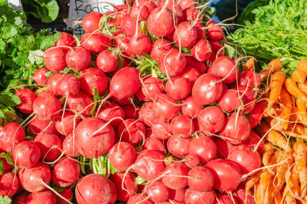 istock Pile of fresh radish 1083130880