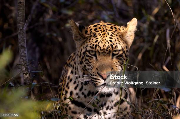 Portret Z Zdenerwowany Mężczyzna Leopard - zdjęcia stockowe i więcej obrazów Lampart - Lampart, Trawa, Afryka