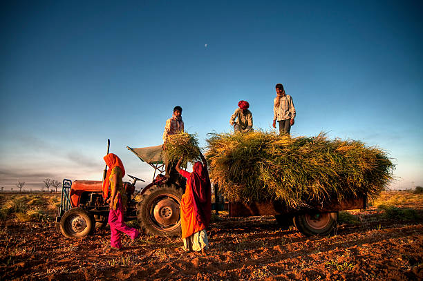 indien landwirtschaft - indian culture fotos stock-fotos und bilder