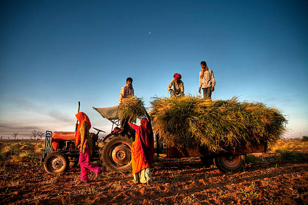 a índia agricultura - indian culture fotos imagens e fotografias de stock