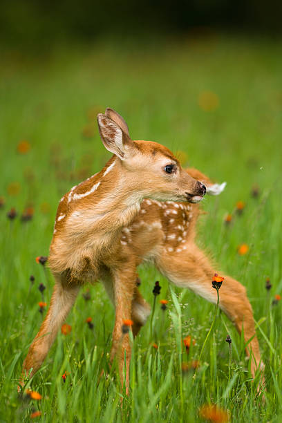 One month old whitetail fawn on wobbling legs. stock photo