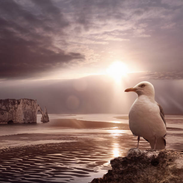 Sea ebb sunset landscape with stone bridge and big seagull. Etretat, Normandy, France.\n[url=http://www.istockphoto.com/file_search.php?action=file&lightboxID=6556059][img]https://lh5.googleusercontent.com/-3MYDv26QJ3I/UJluqdU7YGI/AAAAAAAAAFo/WRbKYsZM_wM/s380/vetta.jpg[/img][/url]\n[url=http://www.istockphoto.com/file_search.php?action=file&lightboxID=7504693][img]https://lh4.googleusercontent.com/-EmMI74-447g/UJlum89G5UI/AAAAAAAAAEQ/B4WQb0essMQ/s380/ln.jpg[/img][/url]\n[url=http://www.istockphoto.com/file_search.php?action=file&lightboxID=7374322][img]https://lh3.googleusercontent.com/-9PQlHQQhO9o/UJlukbiFDqI/AAAAAAAAAC8/KYarAR5Rxgo/s380/ba1.jpg[/img][/url] \n[url=http://www.istockphoto.com/file_search.php?action=file&lightboxID=8002232][img]https://lh5.googleusercontent.com/-WB0a5aqdRQs/UJlun9yLe5I/AAAAAAAAAEc/OfCj4ae8kM8/s380/nc.jpg[/img][/url]\n[url=http://www.istockphoto.com/file_search.php?action=file&lightboxID=1895180][img]https://lh6.googleusercontent.com/-KSSBmv0TcXk/UJlujoupLVI/AAAAAAAAACw/jGCcnjW8FVY/s380/ba.jpg[/img][/url]\nMore beautiful landscapes:\n[url=file_closeup?id=13312789][img]file_thumbview?id=13312789[/img][/url] [url=file_closeup?id=13841132][img]file_thumbview?id=13841132[/img][/url] [url=file_closeup?id=11467809][img]file_thumbview?id=11467809[/img][/url] [url=file_closeup?id=11839099][img]file_thumbview?id=11839099[/img][/url]   [url=file_closeup?id=14127668][img]file_thumbview?id=14127668[/img][/url] [url=file_closeup?id=11839076][img]file_thumbview?id=11839076[/img][/url] [url=file_closeup?id=12208732][img]file_thumbview?id=12208732[/img][/url]  [url=file_closeup?id=11873568][img]file_thumbview?id=11873568[/img][/url] [url=file_closeup?id=11872681][img]file_thumbview?id=11872681[/img][/url]