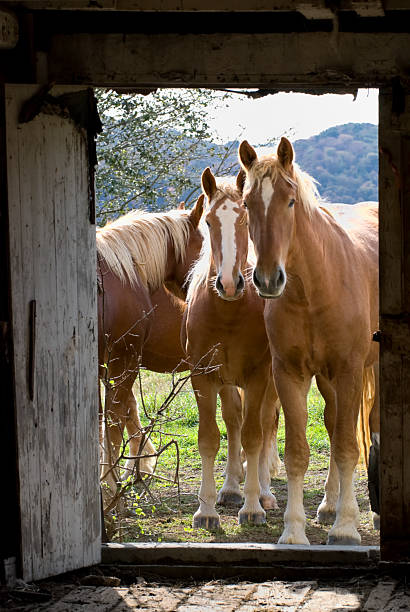 caballos mirando a través de la puerta del establo, curiosas belga proyecto de animales jóvenes - belgian horse fotografías e imágenes de stock