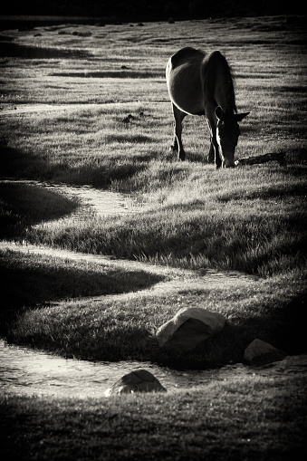 A closeup shot of an Arabian horse in black and white