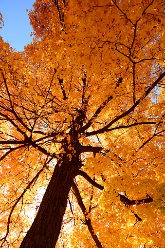 Colorful autumn trees in the forest, White Mountain National Forest, New Hampshire, USA