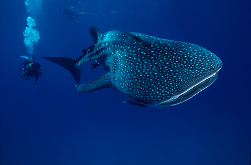 The whale shark, largest fish in the sea. Rhincodon typus