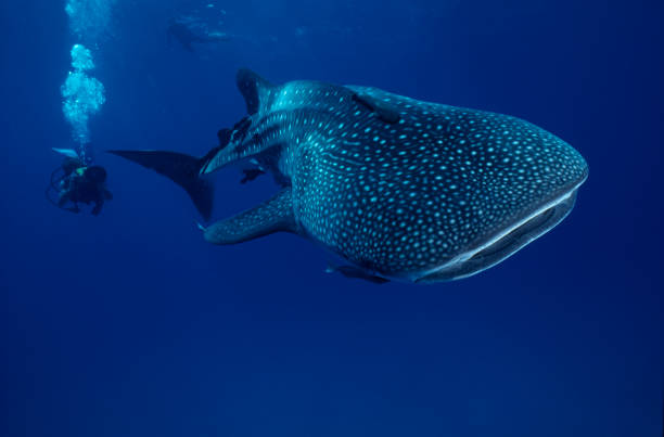 Mr. Big ...whale shark The whale shark, largest fish in the sea. Rhincodon typus baja california peninsula stock pictures, royalty-free photos & images