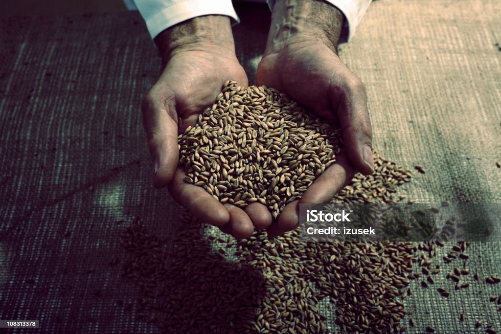 Руки держит семена в Пекарь - Стоковые фото В помещении роялти-фр�и
