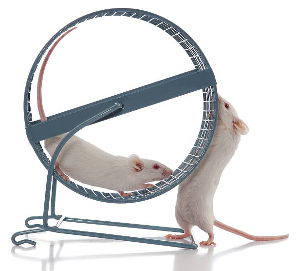 istock Mouse Boss Always Wants Exercise Wheel to Spin Faster 108313393