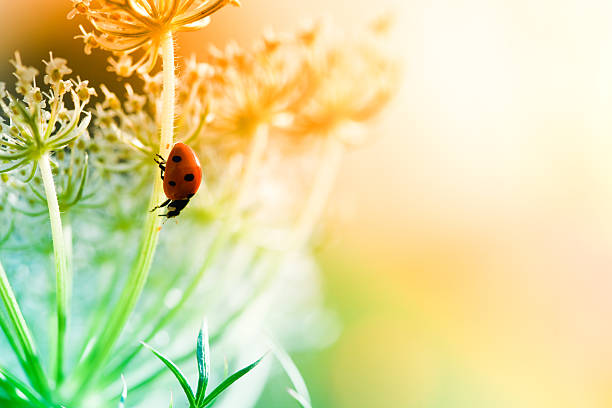 Ladybug sitting on top of wildflower during sunset.[url=/search/lightbox/4993571][IMG]http://farm4.static.flickr.com/3051/3032065487_f6e753ae37.jpg?v=0[/IMG][/url]kwsep2013