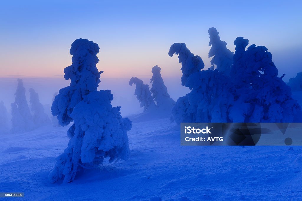 Wild invierno paisaje al atardecer, árboles de abeto bajo nieve - Foto de stock de Abeto libre de derechos