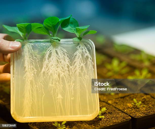 Raízes - Fotografias de stock e mais imagens de Agricultura - Agricultura, Analisar, Biologia