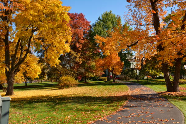 istock Autumn Colors in Michigan 1083136076