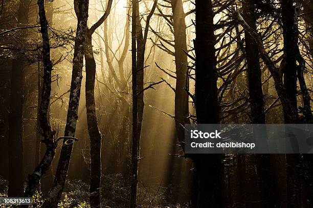 Sunbeams W Ciemny Las - zdjęcia stockowe i więcej obrazów Bez ludzi - Bez ludzi, Bezlistne drzewo, Brzask
