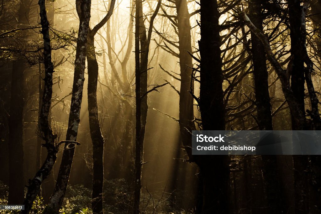 Na floresta escura RAIOS DE SOLConstellation name (optional - Royalty-free Amanhecer Foto de stock