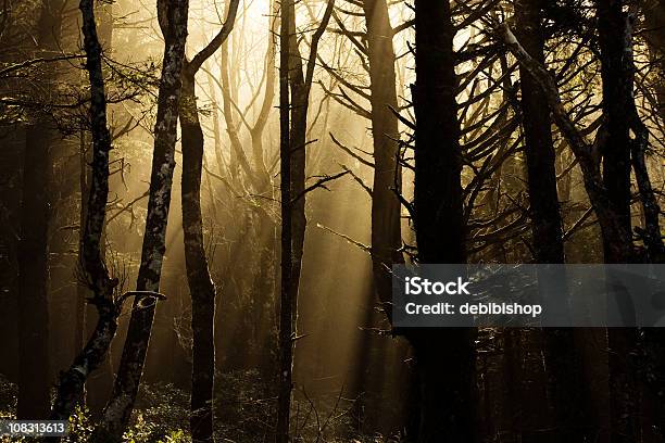 Na Floresta Escura Raios De Solconstellation Name Optional - Fotografias de stock e mais imagens de Amanhecer