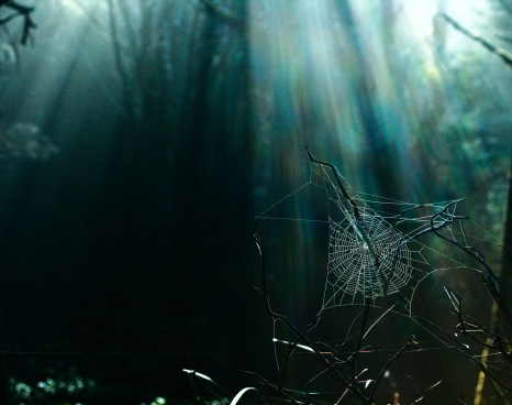 Cobwebs in undergrowth