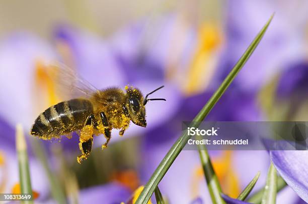Pszczoła Poleć Do Crocus - zdjęcia stockowe i więcej obrazów Bliskie zbliżenie - Bliskie zbliżenie, Botanika, Część ciała zwierzęcia