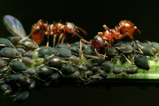 Leaf Cutter Ant carrying leaf to nest