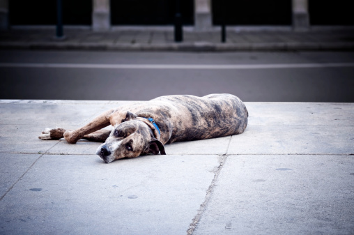 Stray dogs lie and warm themselves right on the sidewalk, without disturbing or posing a threat to pedestrians. Life of wild animals in the city.