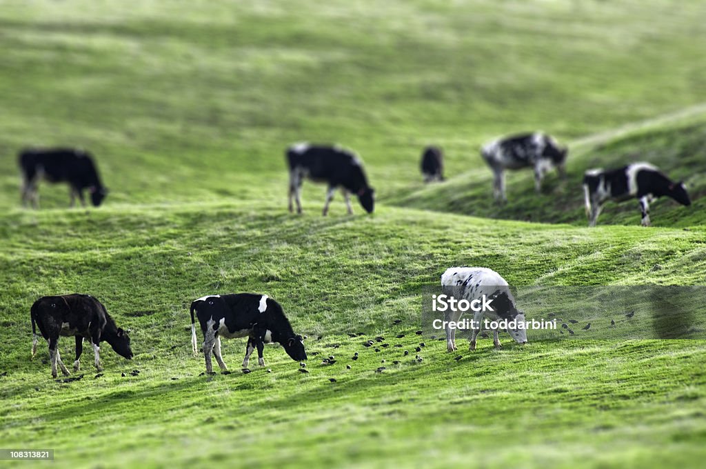 Bovino e di uccelli esotici (inclinazione Maiusc - Foto stock royalty-free di Effetto tilt-shift