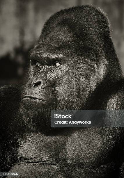 Old Silberrückengorilla Stockfoto und mehr Bilder von Affe - Affe, Bedrohte Tierart, Dunkel