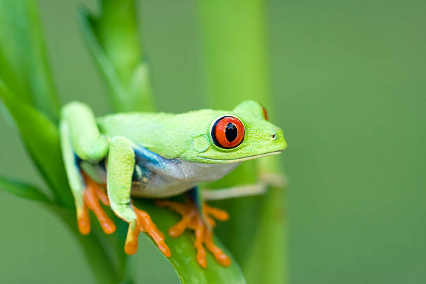 istock Spring Color  Red-eyed Tree Frog 108313900