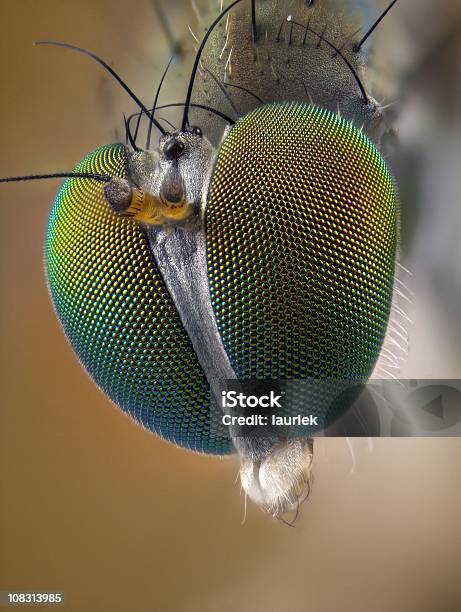 Portrait Of Long Legged Fly Stock Photo - Download Image Now - Compound Eye, Animal Body Part, Animal Hair