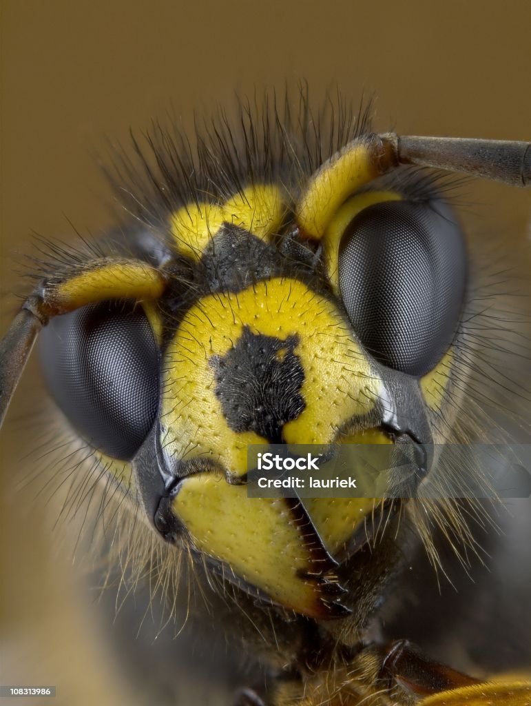 Vespa mediana (Dolichovespula) " - Foto de stock de Ampliação royalty-free