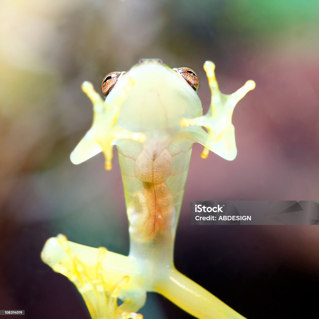 Glass Frog  Glass Frog Stock Photo