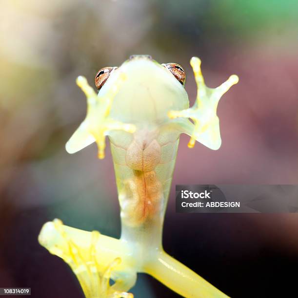 Glass Frog Stock Photo - Download Image Now - Glass Frog, Frog, Transparent