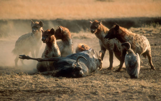 animali nel serengeti - iena foto e immagini stock