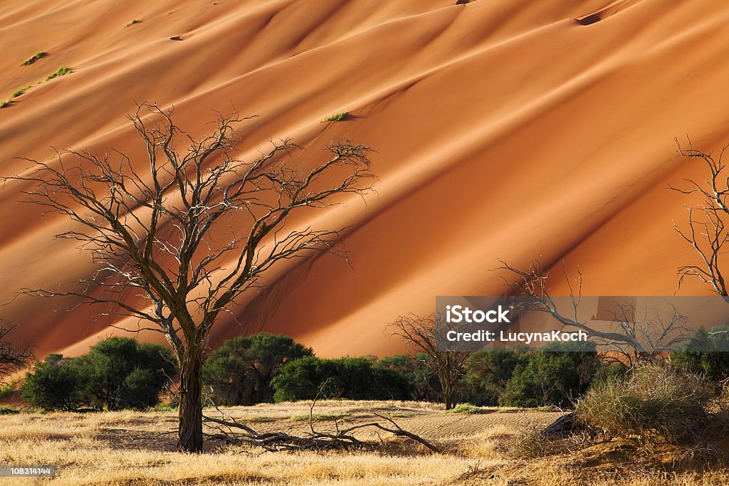Namib - Lizenzfrei Namib Stock-Foto