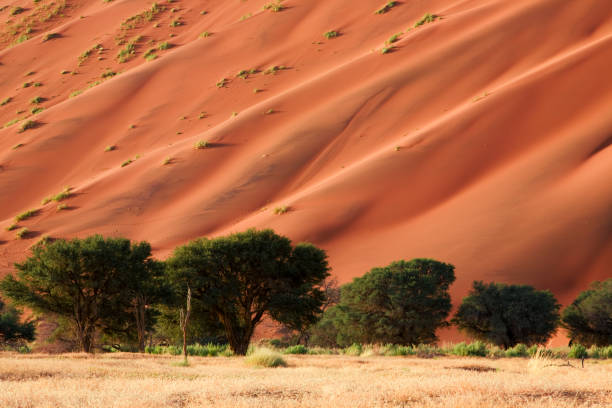 나미브 duene - savannah africa steppe namibia 뉴스 사진 이미지