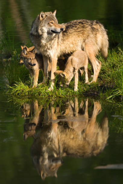 Gray wolf mother and pups standing lakeside. stock photo